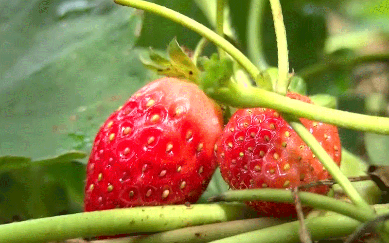 Youth makes a fortune from strawberries farming