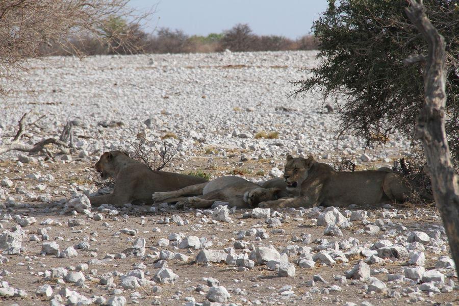 Namibia collars 25 lions to protect livestock and farmers