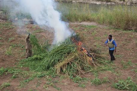 Tanzanian police discover 100 hectares of cannabis in anti-narcotics crackdown