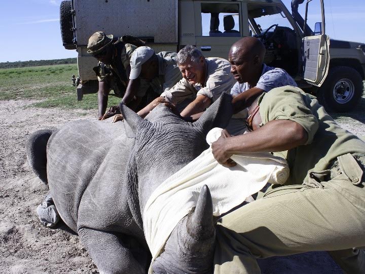 Botswana resumes dehorning to fight rhino poaching