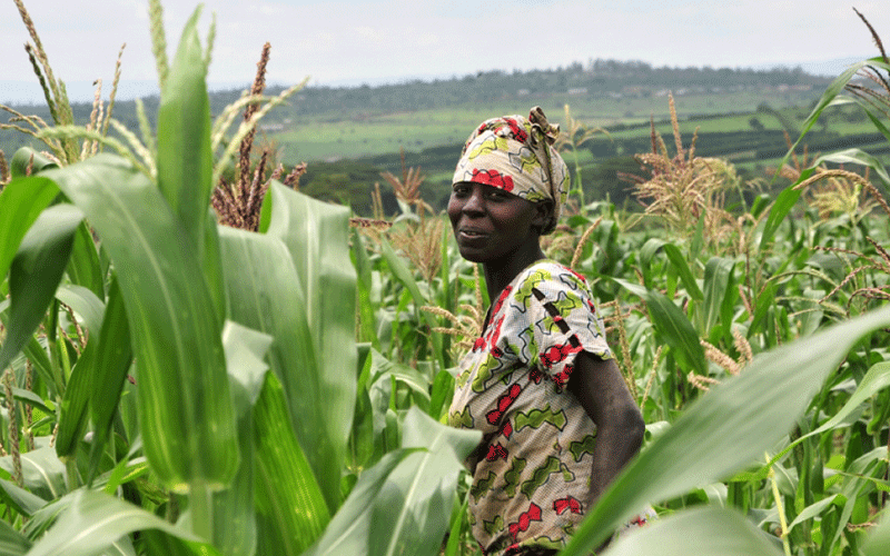 State to supply over 5 million planting materials to farmers