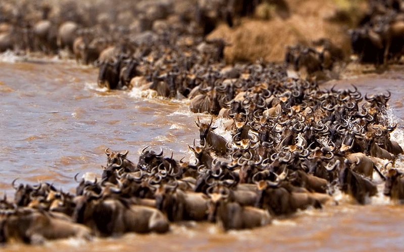 Wildebeests storm the Mara, but nobody is watching