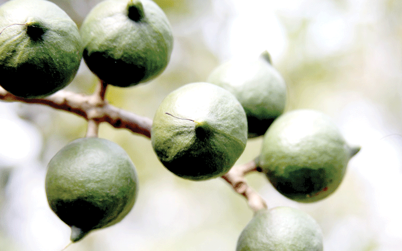 Macadamia farmers fear losses due to lack of markets