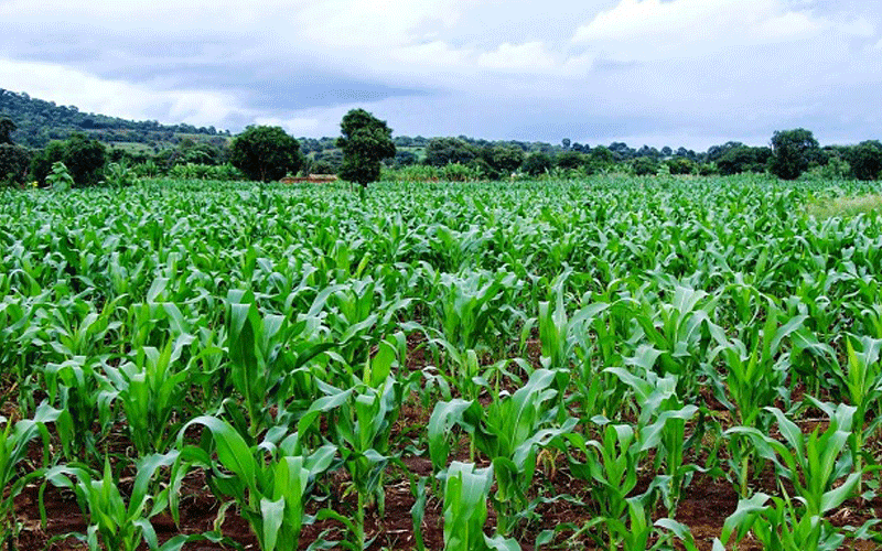 Maize shortage looms ahead of festivities as farmers export commodity