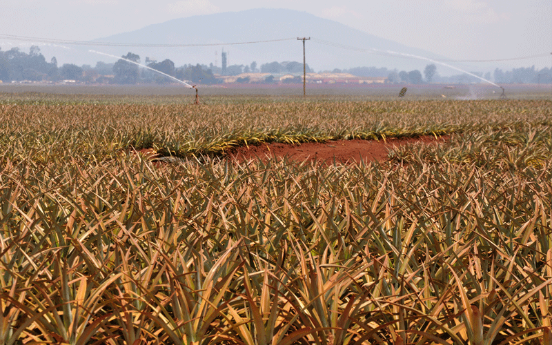 Ministry directed to resurvey Del Monte land in Murang’a, Kiambu