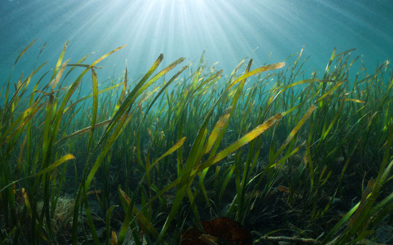 Conserving neglected yet vital seagrass