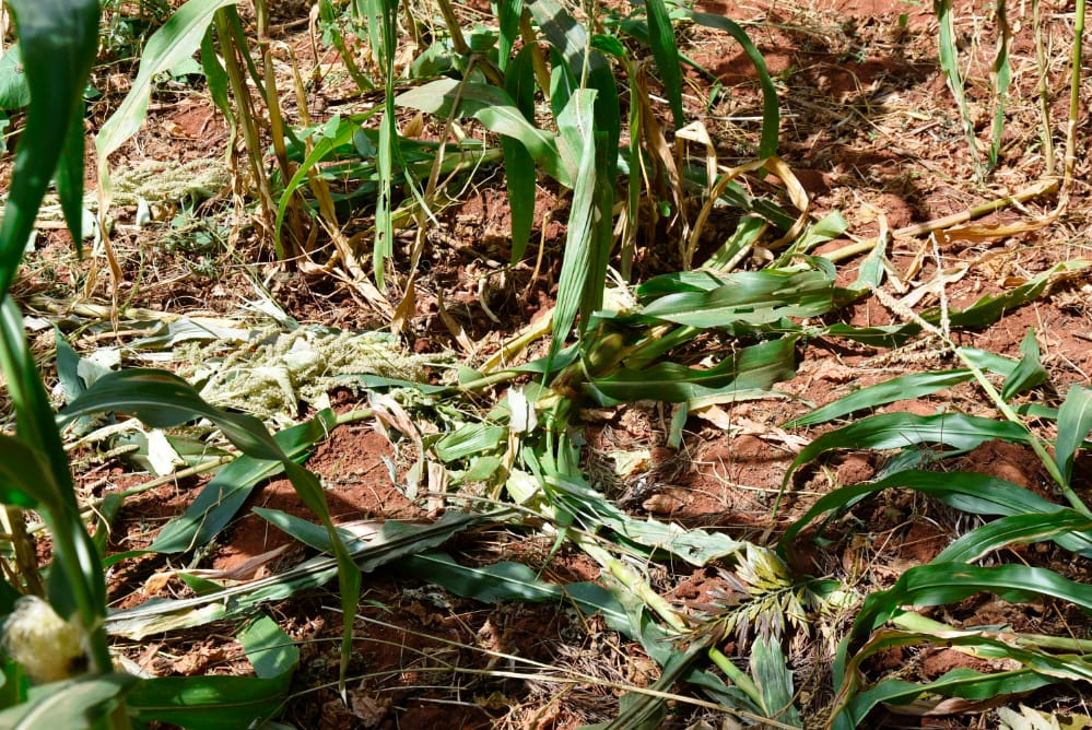 Thika residents threaten to kill monkeys