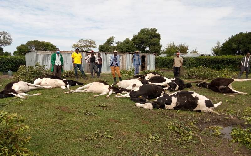 MP Johana Ngeno loses Sh4.4 million in 10 minutes as his 22 cows  consume a poisonous feed