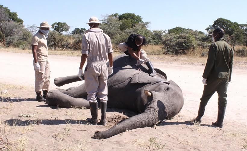 Botswana dismisses media reports suggesting 356 elephants die in three months