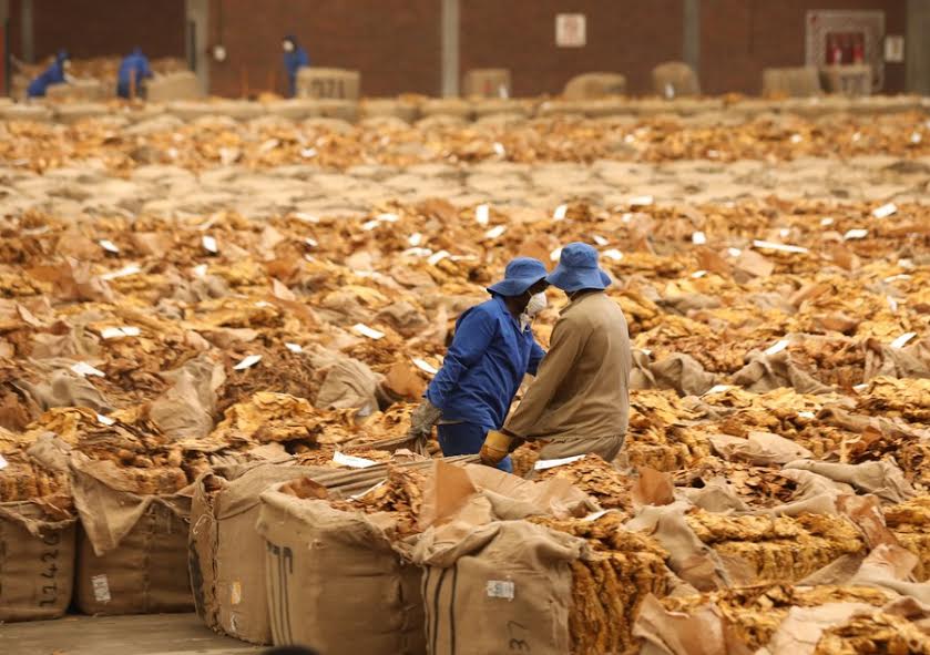 Activists urge government to end tobacco production