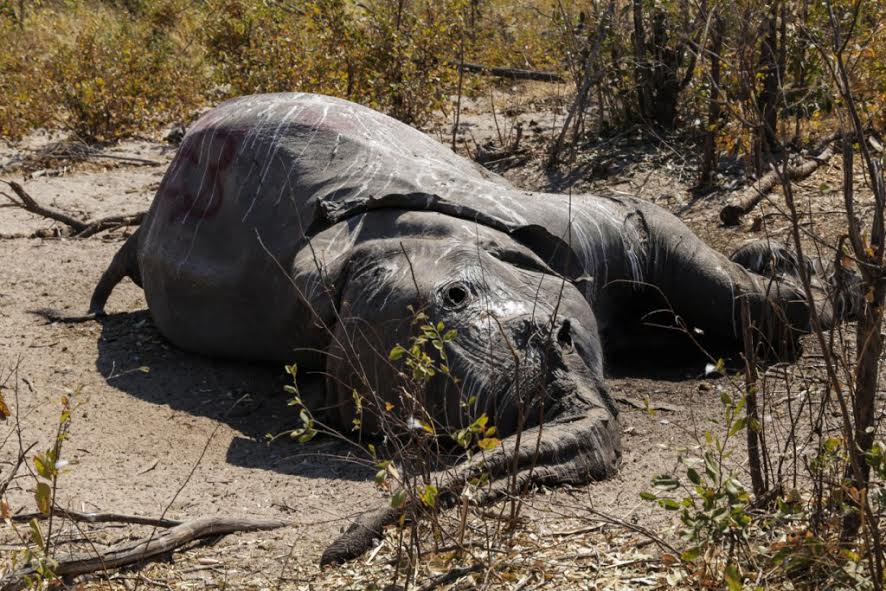 Botswana mulls new natural conservation plan following mysterious elephant deaths