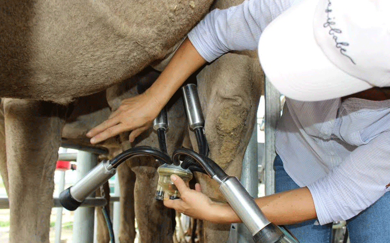 Experts call for policies to regulate camel milk sector