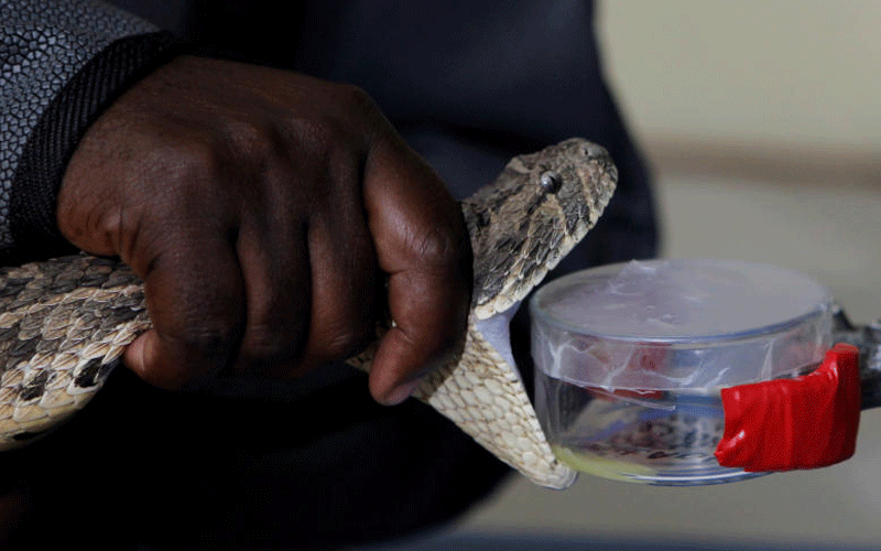 Residents go for unorthodox  measures to treat snakebites