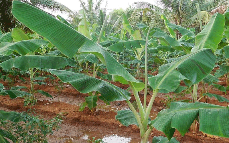 Using agritecture to address urban hunger