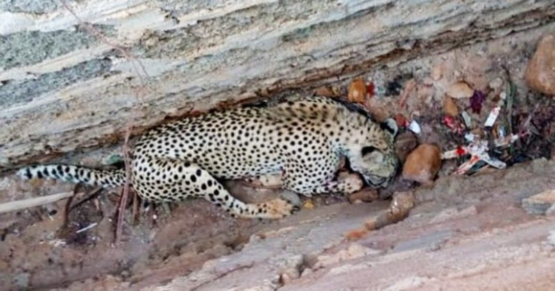 KWS kills young stray cheetah trapped in Voi