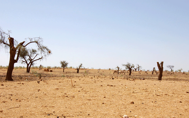 Juja: Hungry children keep off school as famine bites