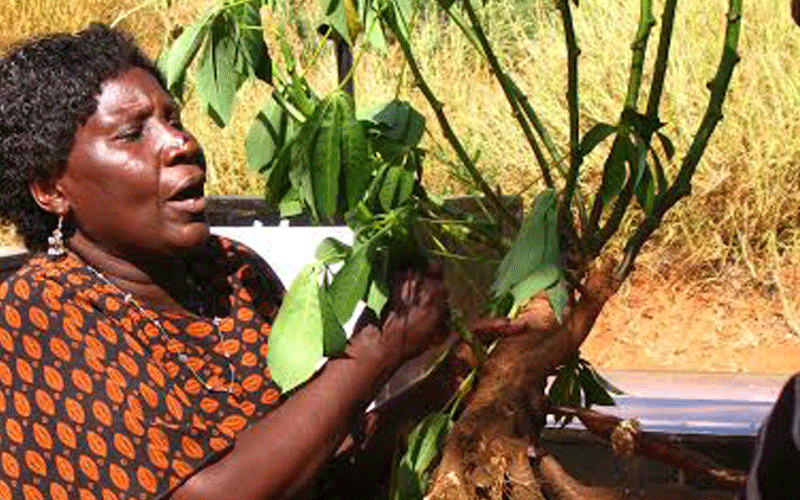 New disease-resistant cassava variety offers hope to farmers