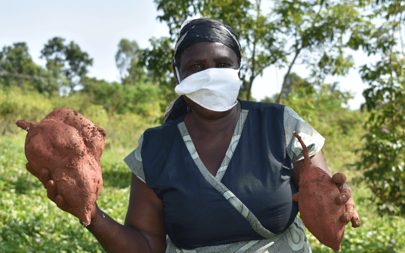 Siaya farmers reap sweet returns from potato crop