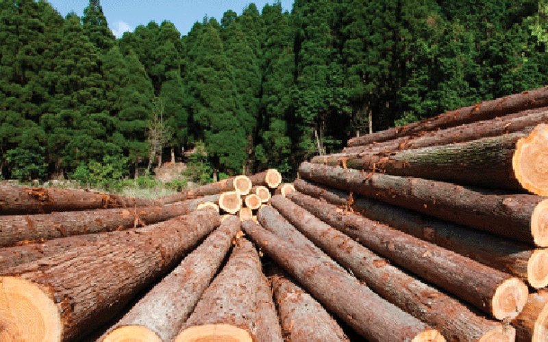 Rosewood: Shipping firm halts timber exports