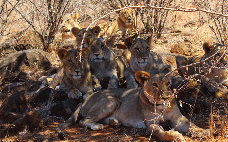 Protecting king of the jungle