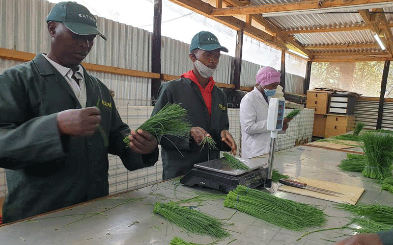 Thyme export market rebounds