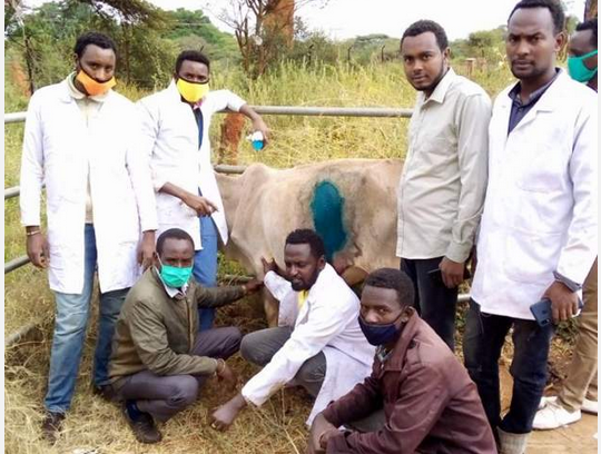 Vets remove 50kg of plastic from cow’s stomach