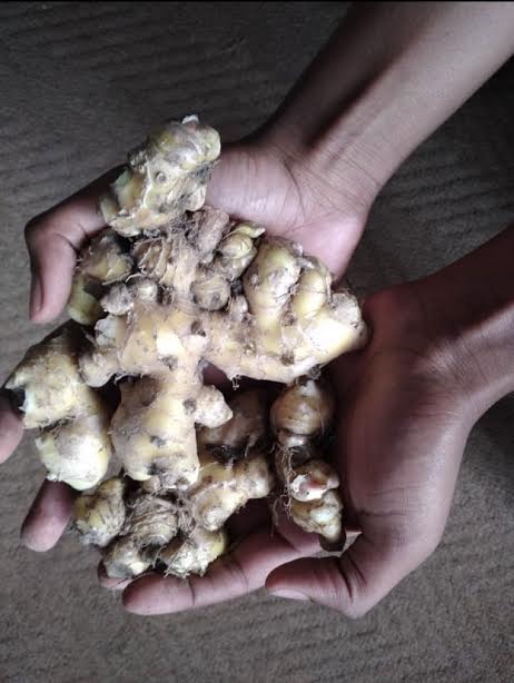 More young Zimbabwe women embrace agriculture as a source of livelihood