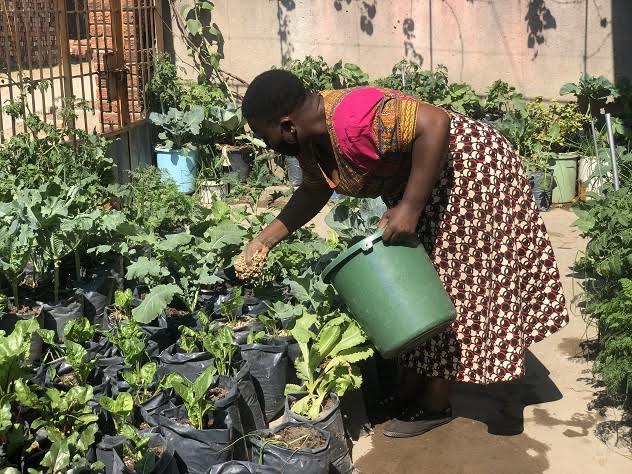 Home gardens bloom under lockdown in Zimbabwe township despite limited space