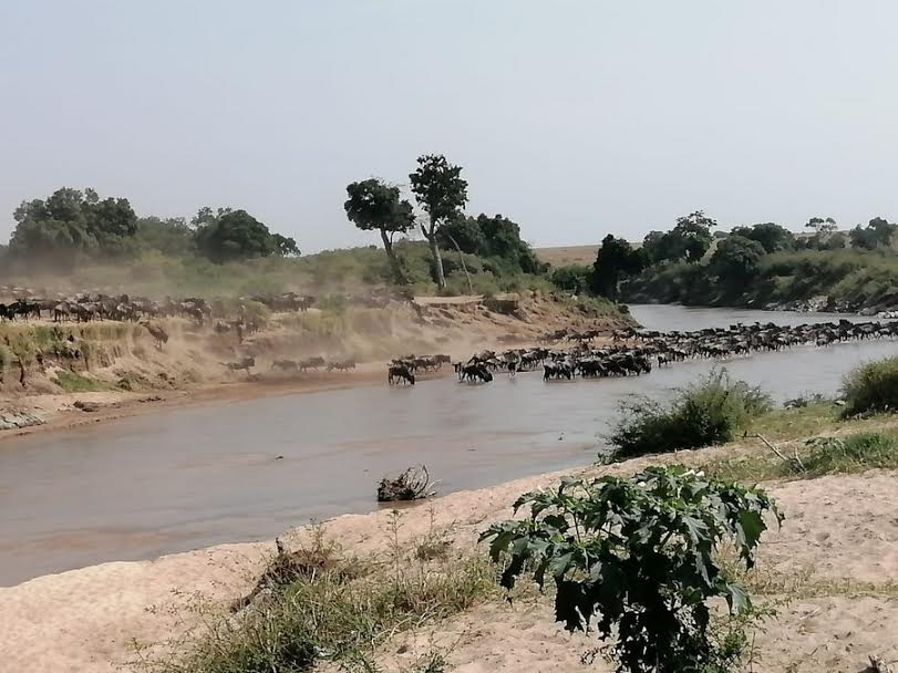 Kenya’s wildebeest migration spectacle threatened by swollen Mara River