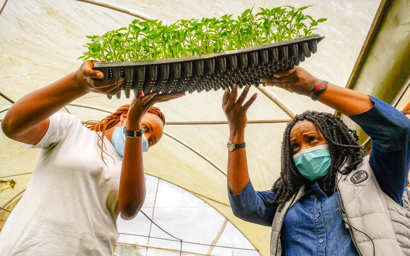 Kitchen gardens bloom during Covid pandemic