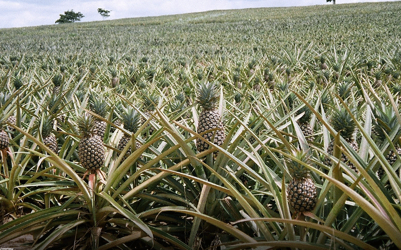 Stakeholders in limbo as deadline for directive on Del Monte land lapses