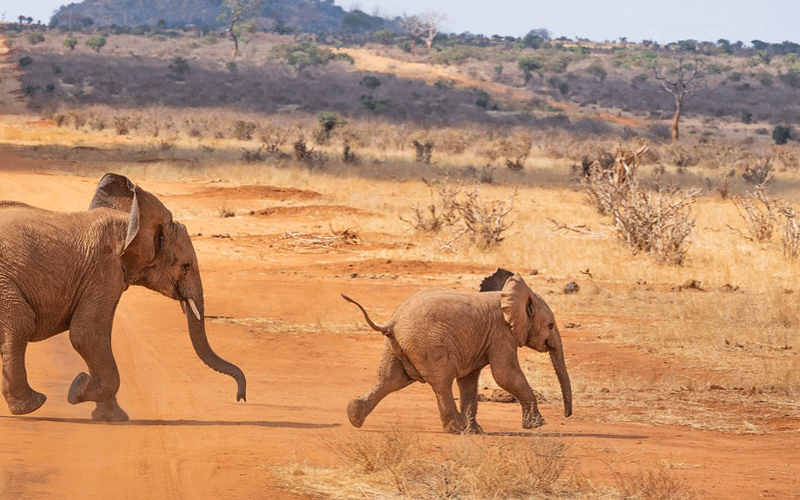 Conservancies here to stay