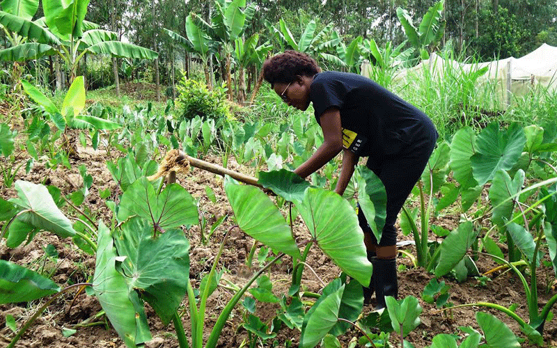 Kisumu teacher bets big on good old arrowroots