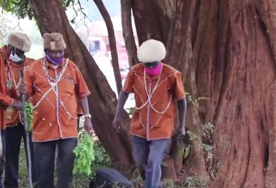 Murang’a: Elders beg trees to accept being trimmed to pave way for road construction