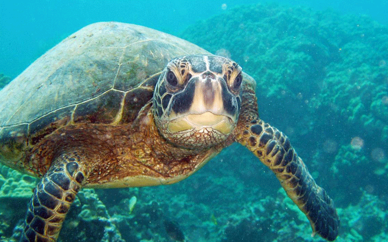 Insatiable appetites driving sea turtles to extinction