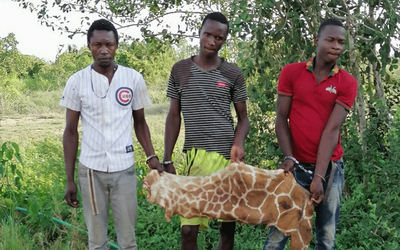 KFS says poachers have killed, maimed 100 staff