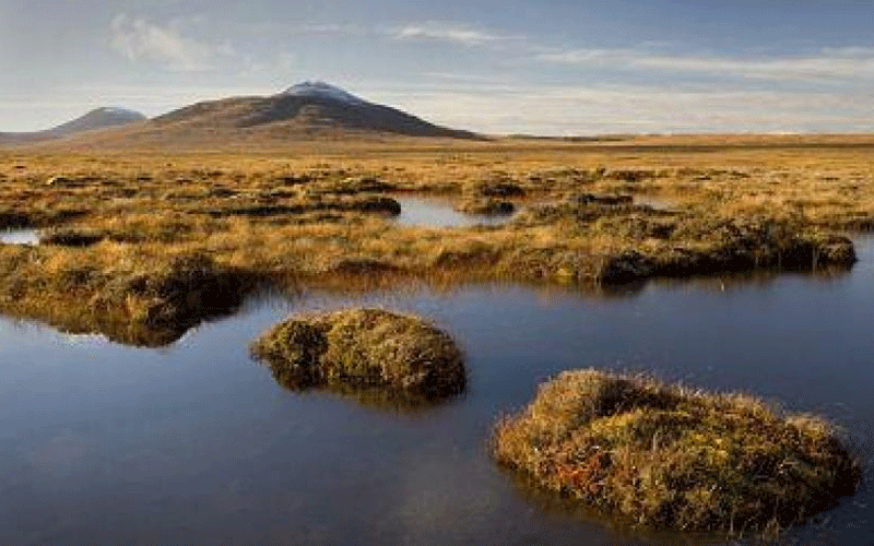 Experts call for peatlands conservation