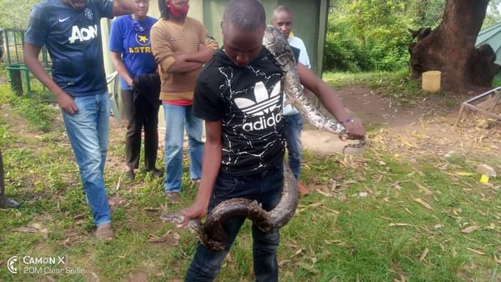 A Murang’a youth awes people with his snake-catching skills