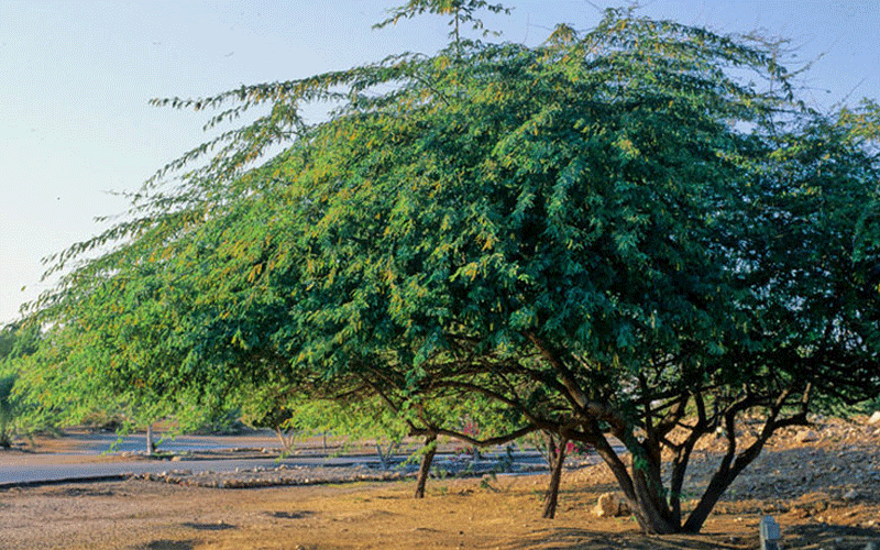 Boosting ‘Mathenge’ charcoal yield