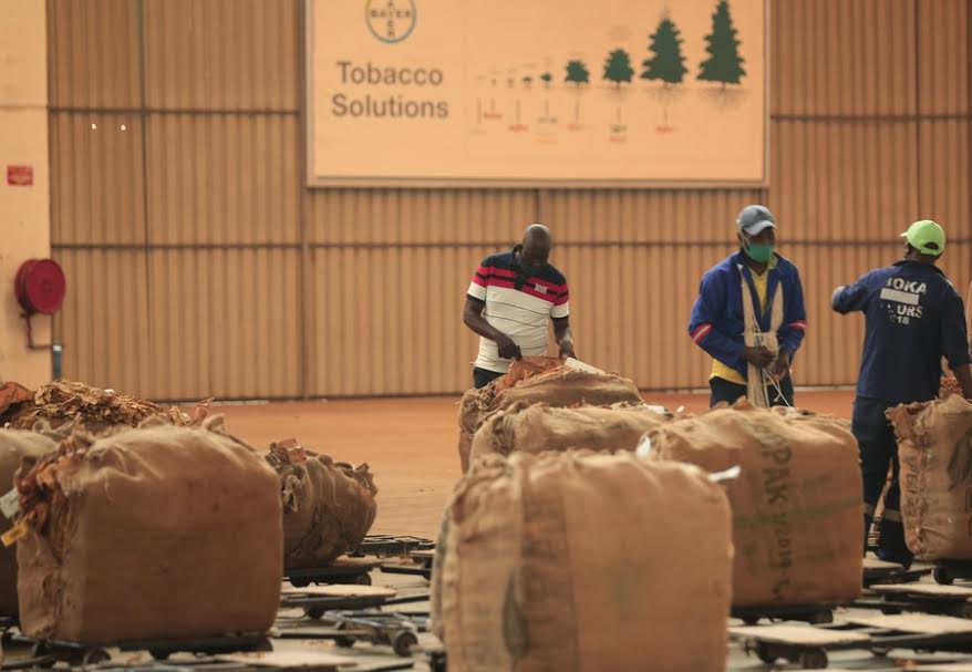 Zimbabwe’s 2020 tobacco marketing season ends amid sales slump