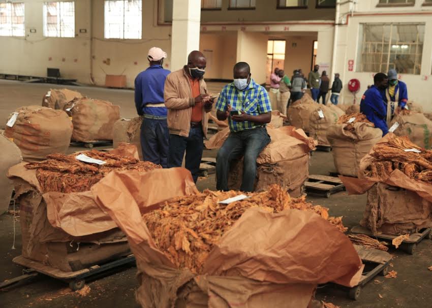 Zimbabwe’s 2020 tobacco marketing season ends amid sales slump