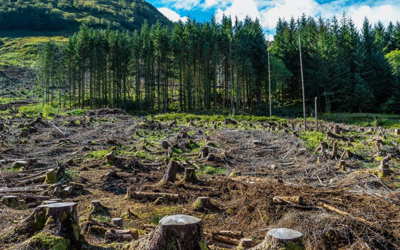 Study links forest loss to high risk of infectious diseases