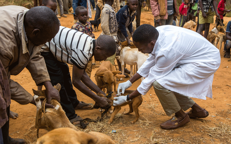 Animal rights crusader calls for mass rabies jab for dogs