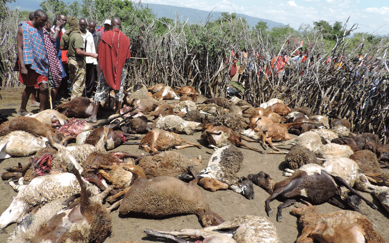 Human, wildlife conflicts  leave 787 dead in 3 years