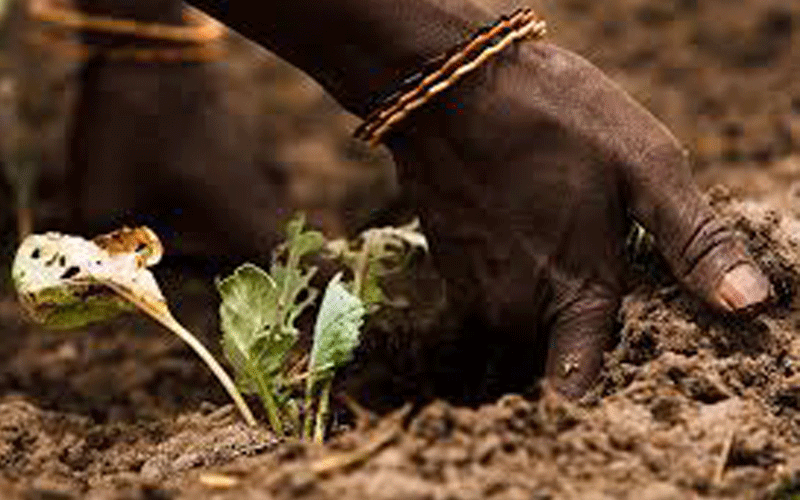 Support agriculture sector adapt to climate change