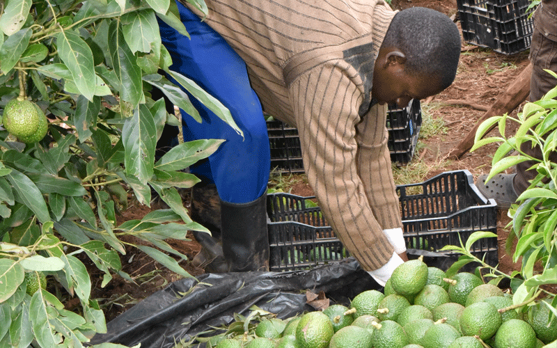 Kenya sees double-digit growth in avocado exports amid rising global demand