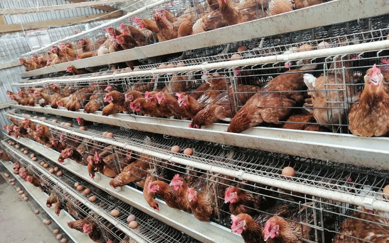 Animal protection lobby terms caging chicken cruel