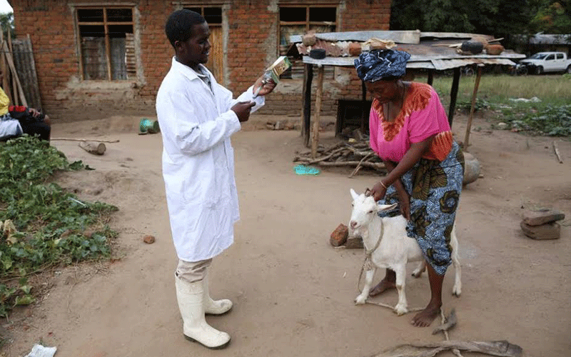 Livestock vaccination exercise targetting goats and sheep by IDRC. MAIN: Filling of vaccines at Kevevapi. PHOTO/Wahinya Henry
