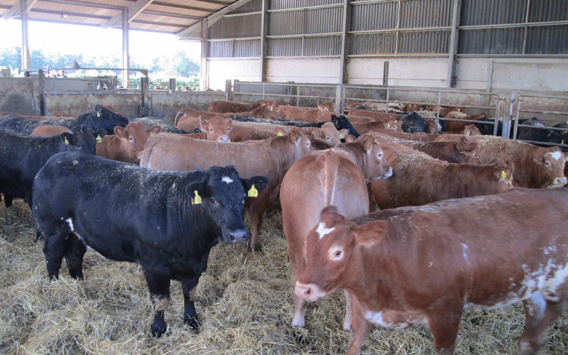 Livestock thieves risk curse as Kajiado elders begin profiling suspects