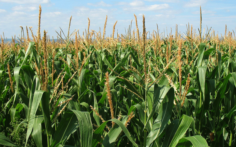 Farmers to benefit from Sh1.6b fund